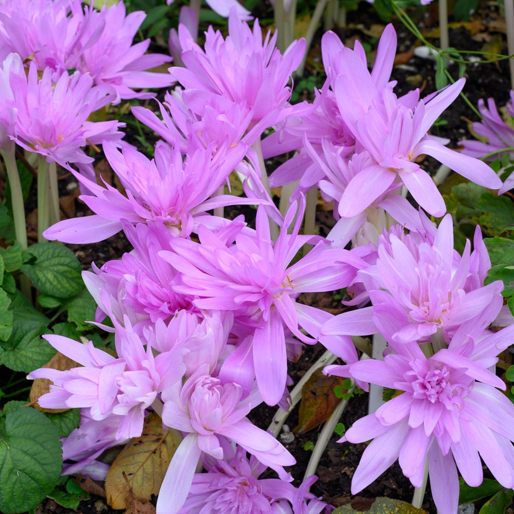 Branduse de Toamna "Colchicum Waterlily ", 1 Bucata