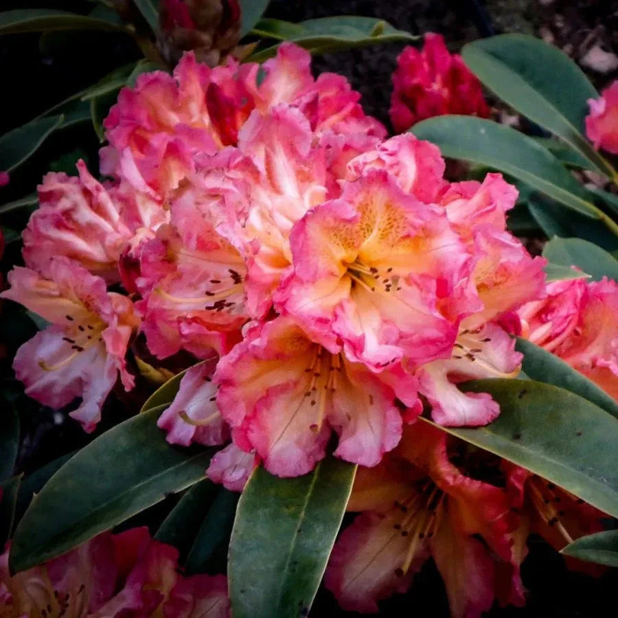 Rhododendron - Sun Fire - Ghiveci P9