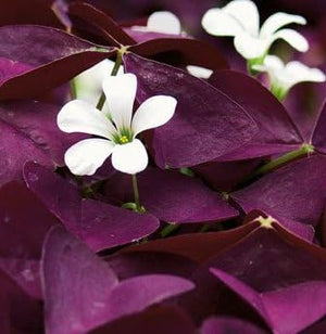 Bulbi de Oxalis "Trifoi Ornamental", 2 Bucati