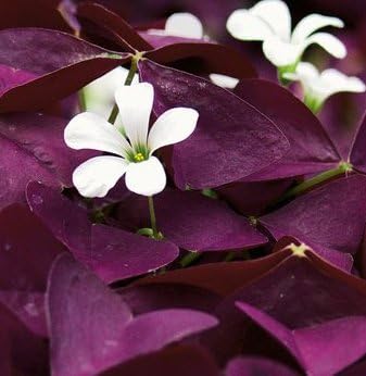Bulbi de Oxalis "Trifoi Ornamental", 10 Bucăți