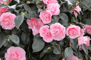 Camellia "Japonica", Roz, la Ghiveci de 3L, 1 Bucata