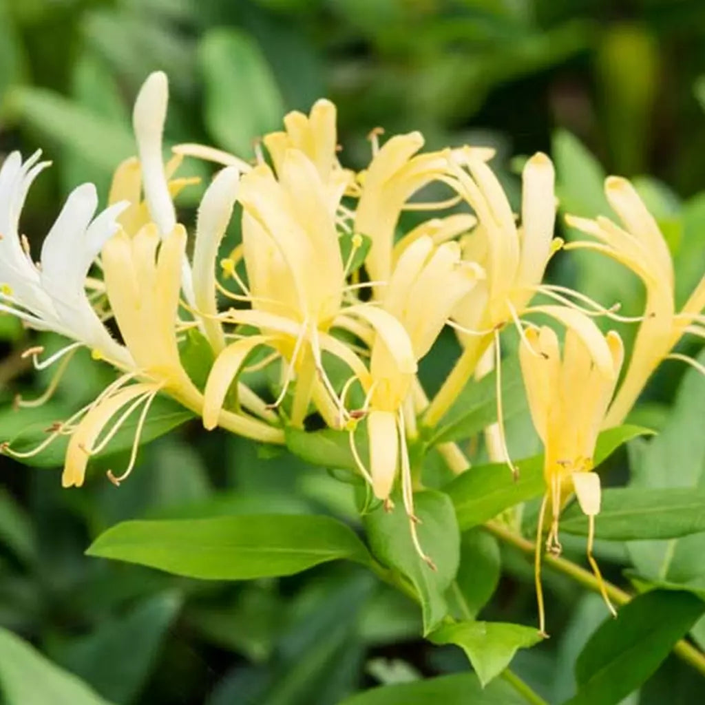 Lonicera Japonica. "Halliana" (Mana Maicii Domnului)
