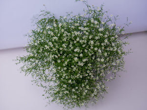 Floarea Miresei "Gypsophila", Alba, la Ghiveci de 3L, 1 Bucata