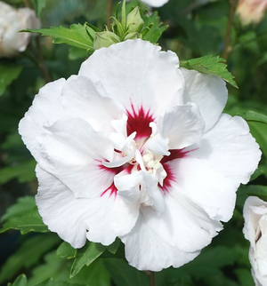 Hibiscus "Speciosus", la Ghiveci de 3L, 1 Bucata