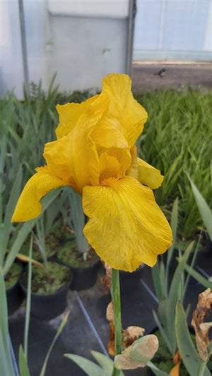 Bulbi de Iris Germanica "Ola Kala", Galben, 1 Bucata