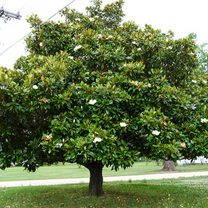 Magnolia Grandiflora,1 Bucata