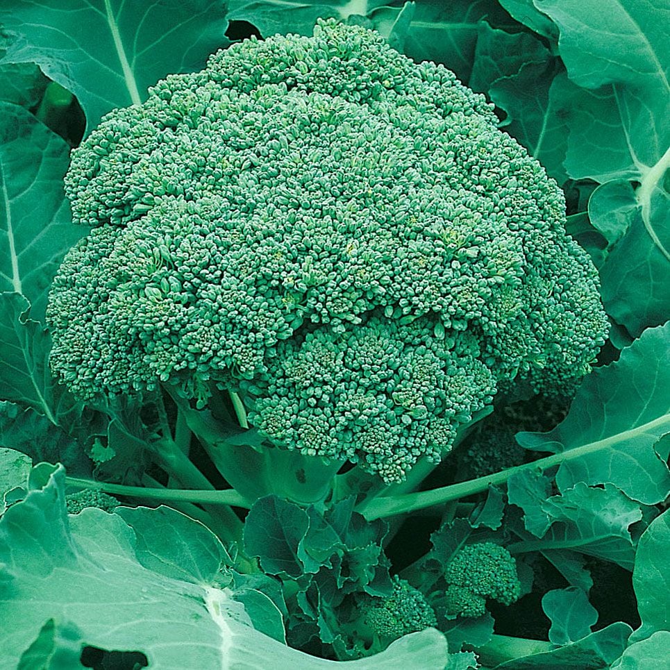 Seminte de Broccoli "Ramoso Calabrese"