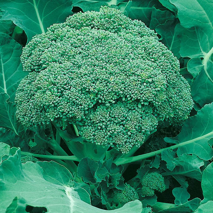 Seminte broccoli - Ramoso Calabrese