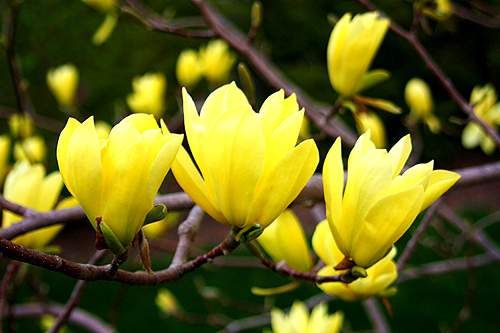 Magnolia "Yellow River", la Ghiveci de 3L, 1 Bucata