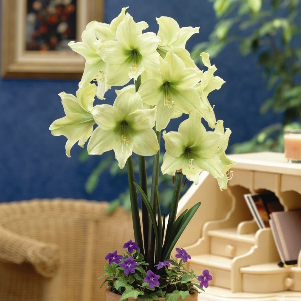 Bulbi de Amaryllis "Lemon Star", 1 Bucata