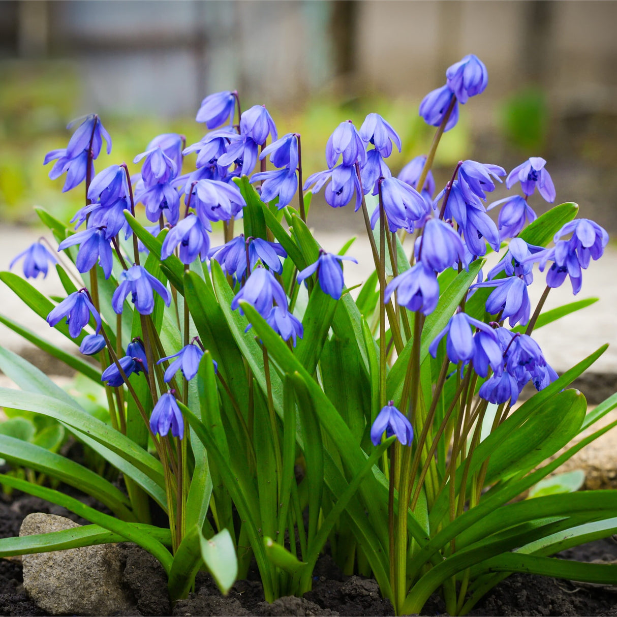 Scilla Siberica Spring Beauty'', 5 Bucati