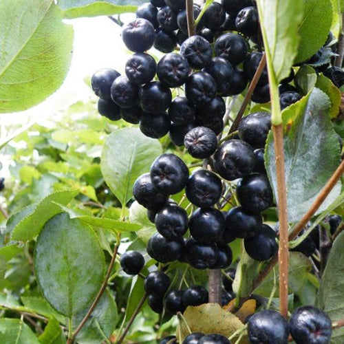 Aronia - Viking la Ghiveci