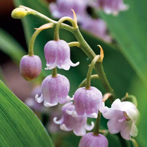 Bulbi de Lacramioare "Rosea Convallaria", Roz, 1 Bucata