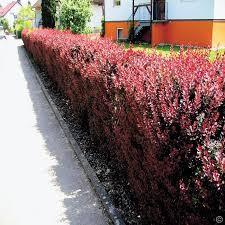 Berberis "Dracila", Mov, 80-100 cm, la Ghiveci de 10L, 1 Bucata