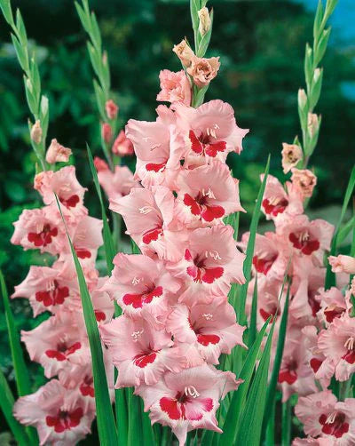 Bulbi Gladiole - Pachet Promotional Mixt - 50 buc