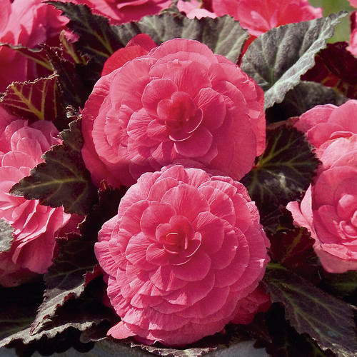 Bulbi de Begonia "NonStop", Roz, 2 Bucăți