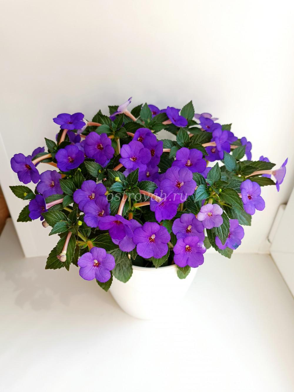 Bulbi de Achimenes "Violette Charm", 5 Bucati