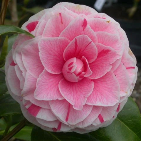 Camellia - Japonica Bonomiana - Ghiveci