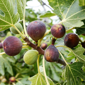 Smochin "Ficus carica" la Ghiveci, 1 Bucata