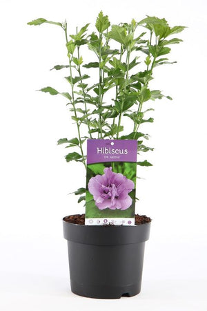 Hibiscus "Ardens", la Ghiveci de 3L, 1 Bucata