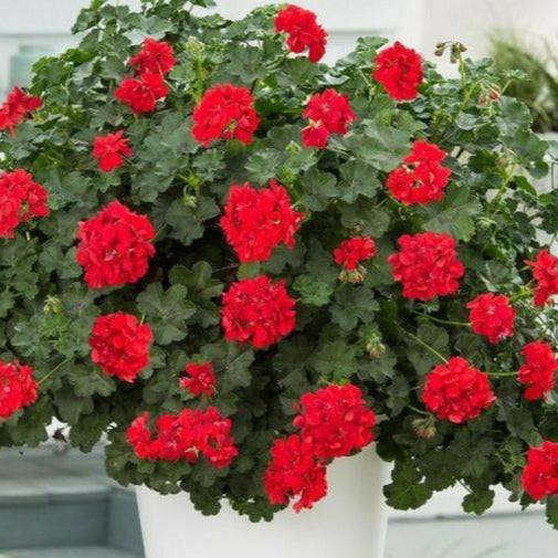 Muscate Curgatoare  Tiroleze,3 bucati