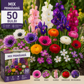 50 Bulbi Mix de Primavară- Color Boom