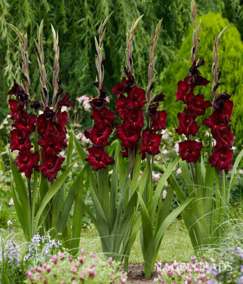Bulbi Gladiole - Black Sea - 5 buc