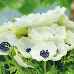 Bulbi de Anemone "Bride", 5 Bucati