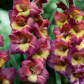 Bulbi Gladiole - Breceria - 5 buc