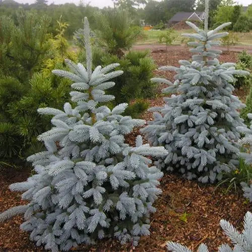 Picea Glauca Misty Blue la Ghiveci de 6 litri, 1 Bucata