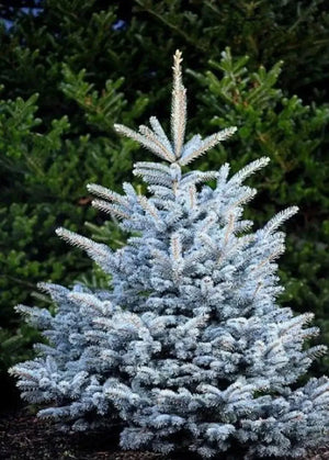 Picea Glauca Misty Blue la Ghiveci de 6 litri, 1 Bucata