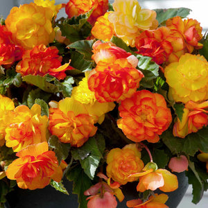 Bulbi de Begonia "Picotee Cascade Sunray", 1 Bucata