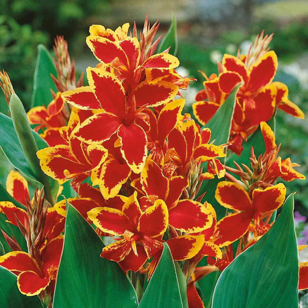 51008060_51008068_Canna-Lucifer-Nova-1_1200x1200_dced61a7-cd98-4d80-a76c-1c68cee640a4 - Fitza Florilor