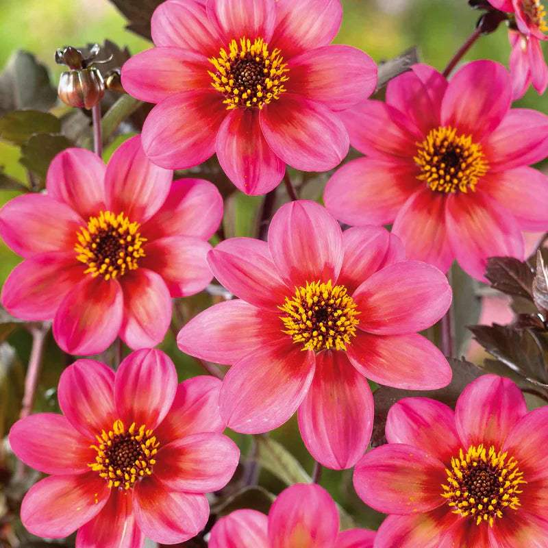 51008203_Dahlia-Tricolore-2-Nova_800x_ecfe6c4f-bf5d-4ca2-a0e6-d5a4025f2644 - Fitza Florilor