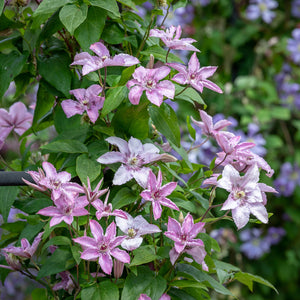 Clematis "Hagley Hybrid" la Ghiveci, 1 Bucata