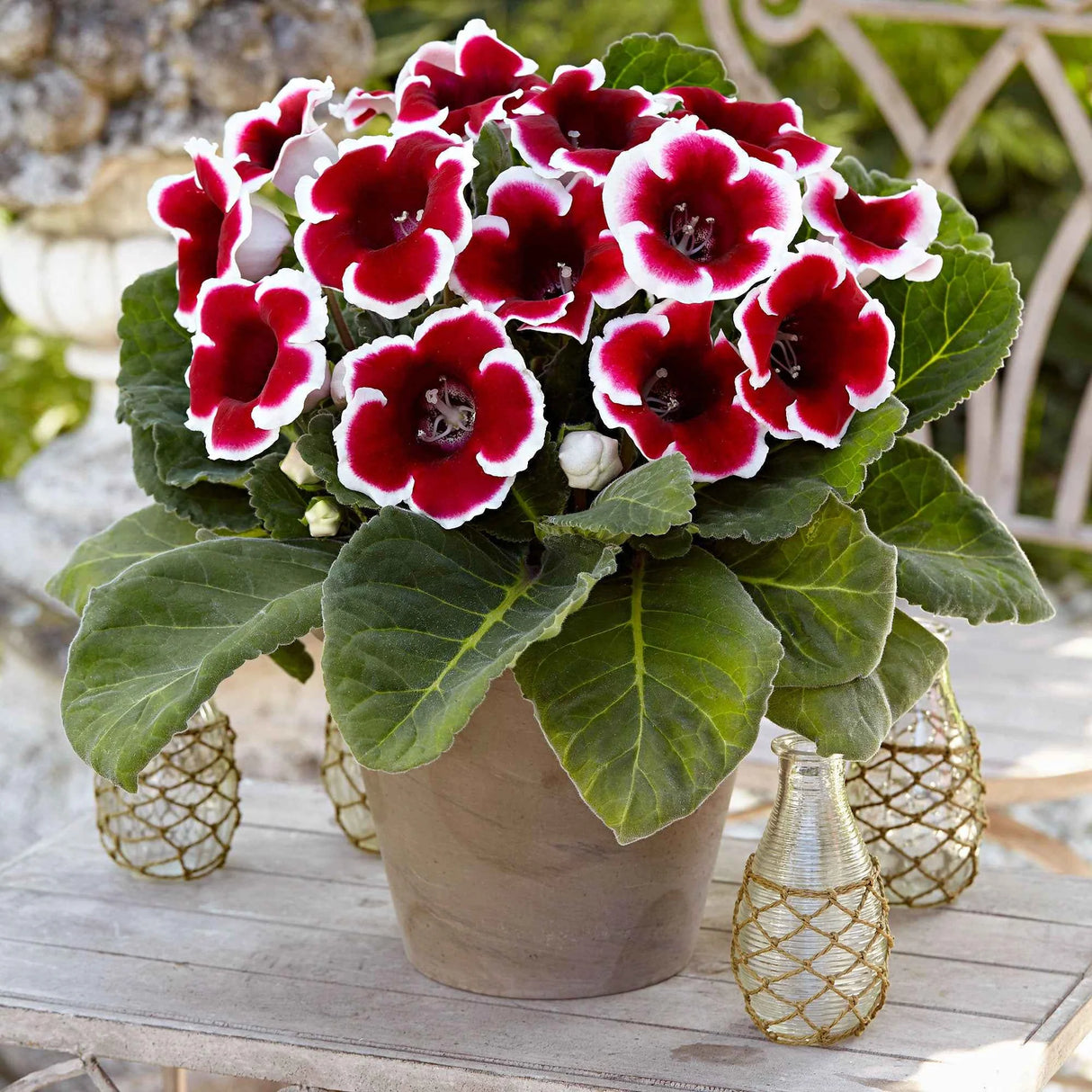 Bulbi de Gloxinia "Kaiser Friedrich", 1 Bucata