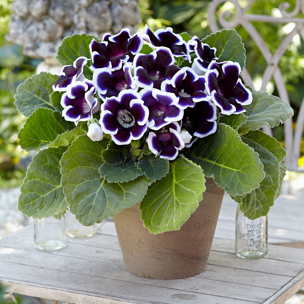 Bulbi de Gloxinia "Kaiser Wilhelm", 1 Bucata