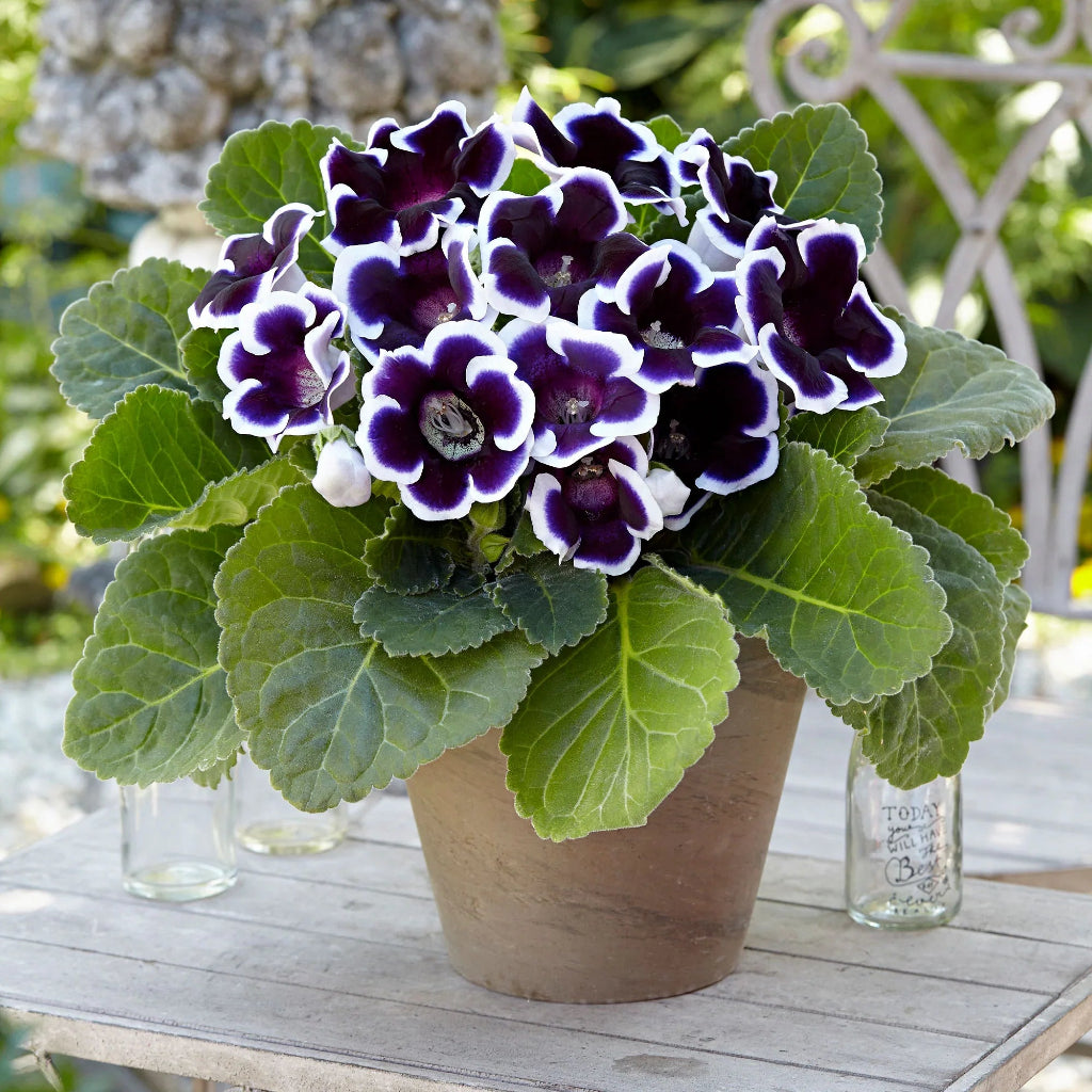 Gloxinia Bulbi - Kaiser Wilhelm - 1 Bucată