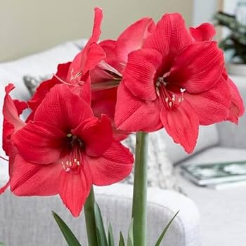 Bulbi de flori Amaryllis Pleasure - 1 bucata / pachet
