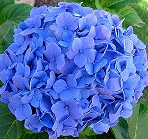 Hortensia "Hydrangea Macrophylla Blue", la Ghiveci de 10L, 60-80 cm, 1 Bucata