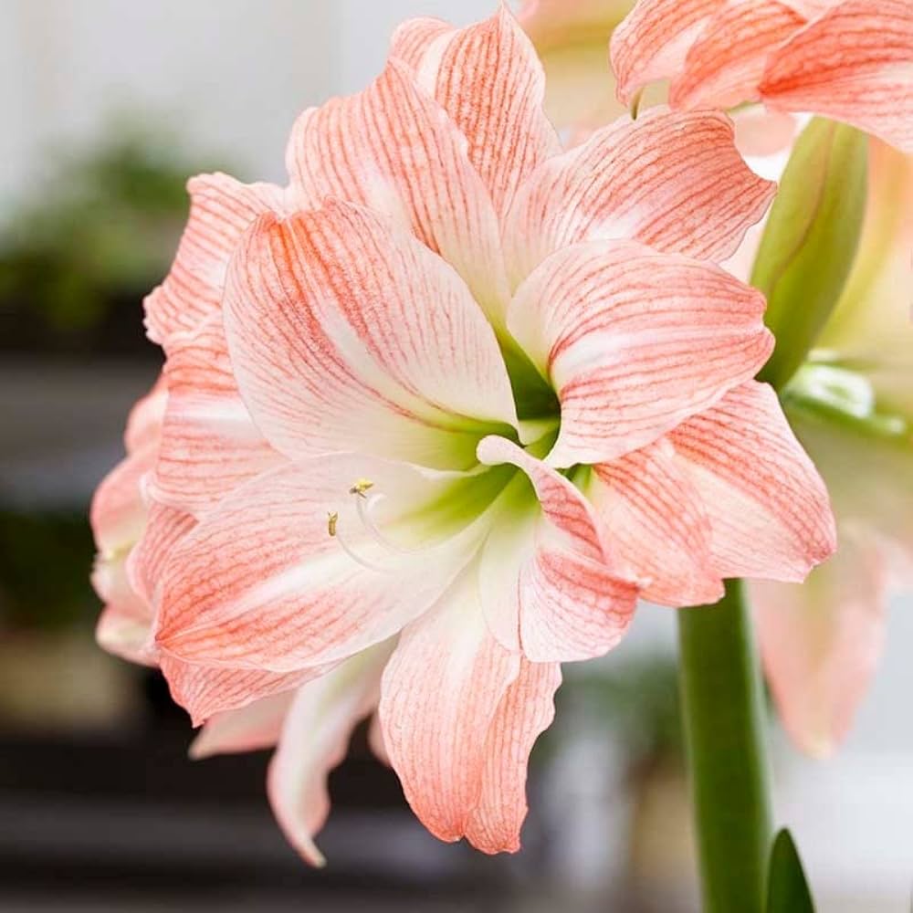 Bulbi de Amaryllis "Striped Amadeus", 1 Bucata