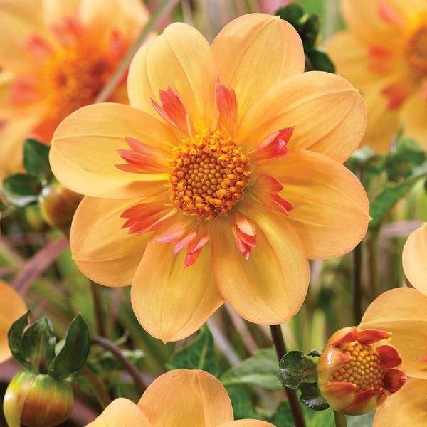52139-52139-image-52139-kelseyanniejoydahlia_c97c45c1-2fa5-41d0-be2d-603d19a10577 - Fitza Florilor
