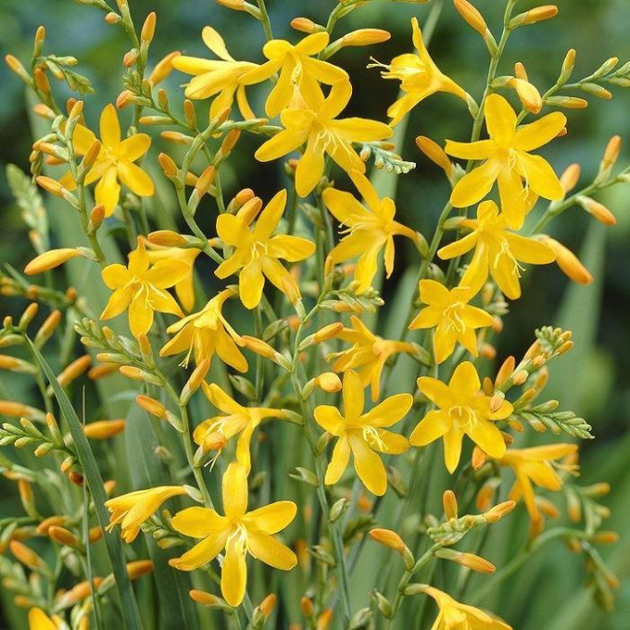 Bulbi de Crocosmia „George Davison”, 3 Bucati