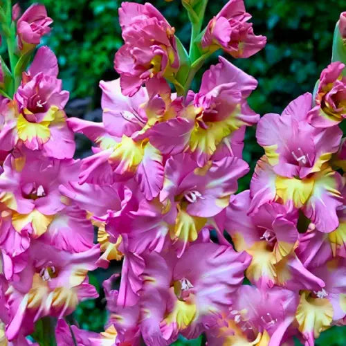 Bulbi Gladiole - Sunbelt - 5 buc