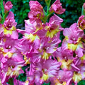 Bulbi Gladiole - Sunbelt - 5 buc
