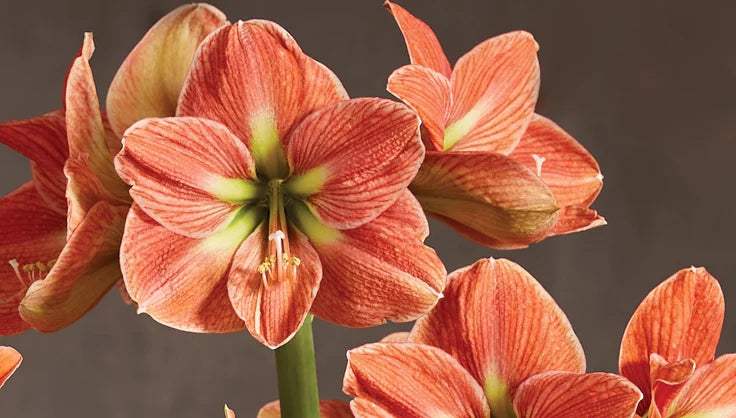 5410-amaryllis-care_a5901b18-b010-4840-974c-7bf426bde8bb - Fitza Florilor