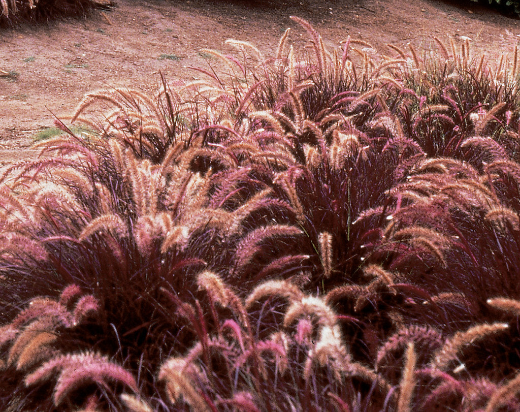 Iarba Chinezeasca Pennisetum Red,1 Bucata