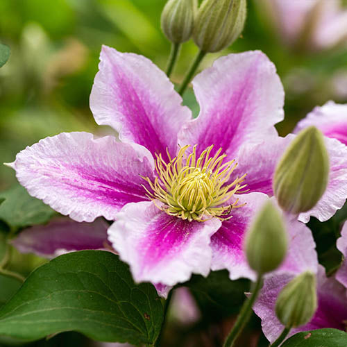 Clematis "Piilu" la Ghiveci, 1 Bucata