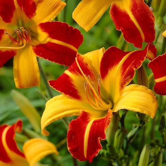 Bulbi de Hemerocallis "Frans Hals", Crin Salbatic, 1 Bucata