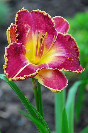 Bulbi de Hemerocallis "David Kirchoff", Crin Salbatic, 1 Bucata